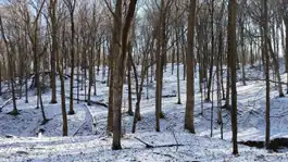 Minnesota Thanksgiving